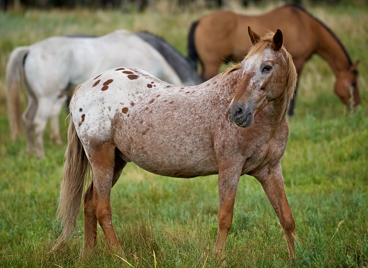 Red Roan Appaloosa